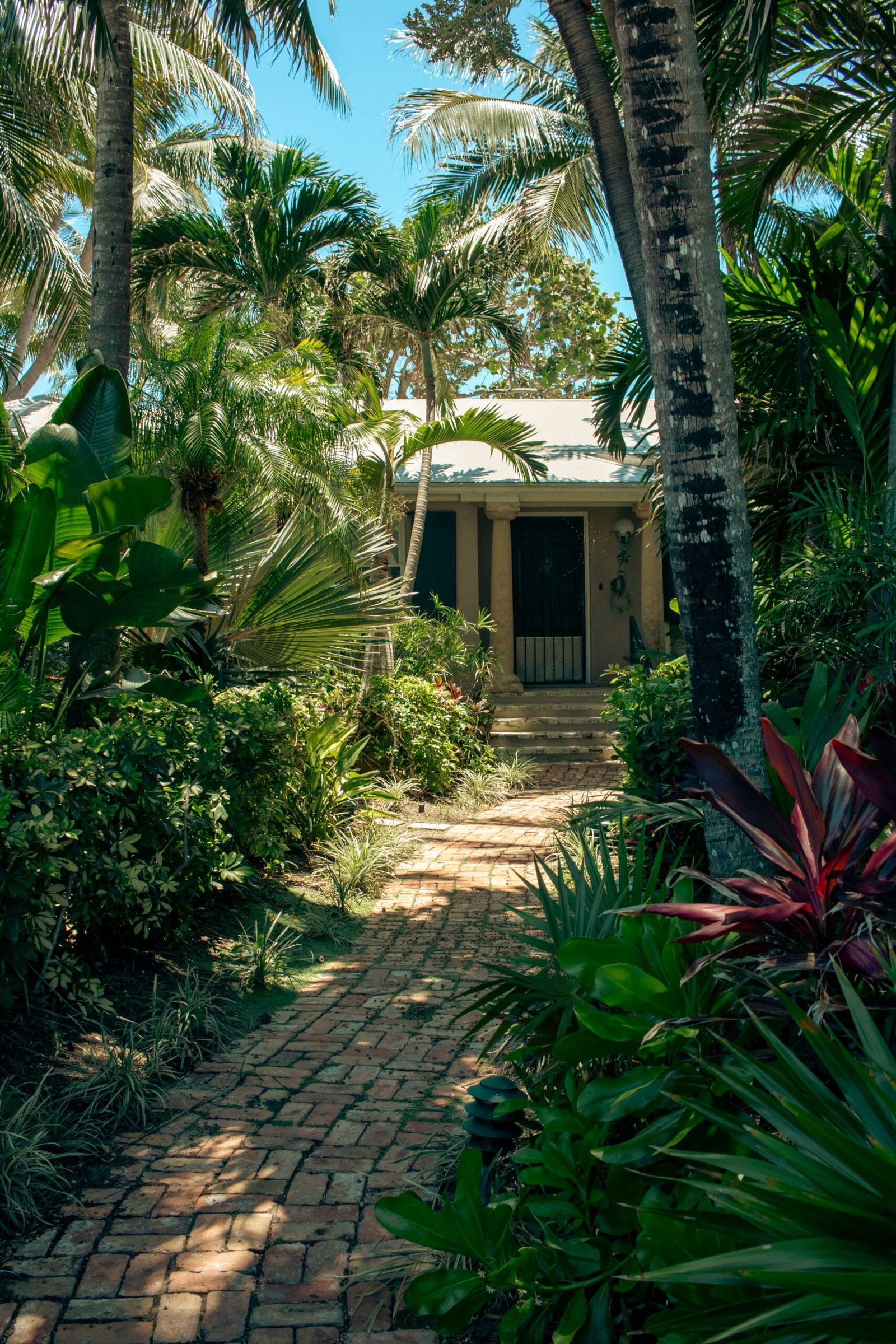 A house surrounded by palm trees and greenery