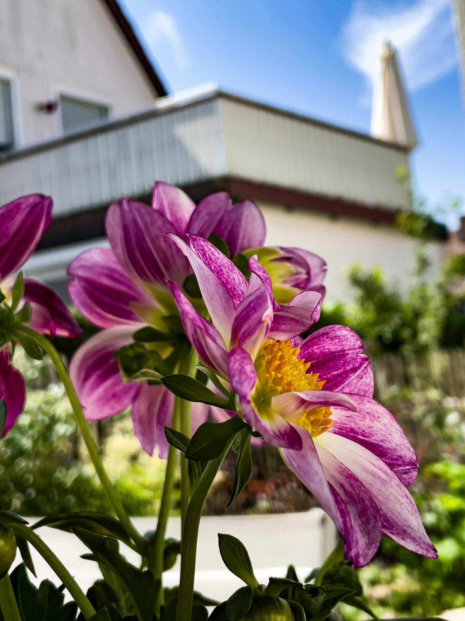 a close up of a bunch of flowers in a vase