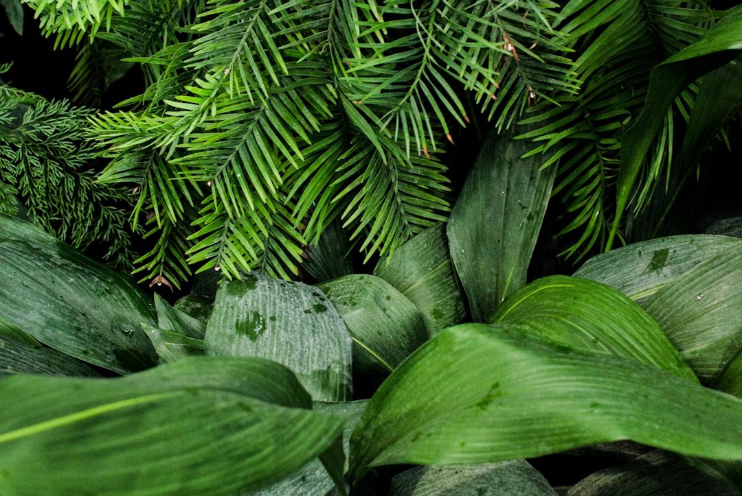 Photo Tree planting