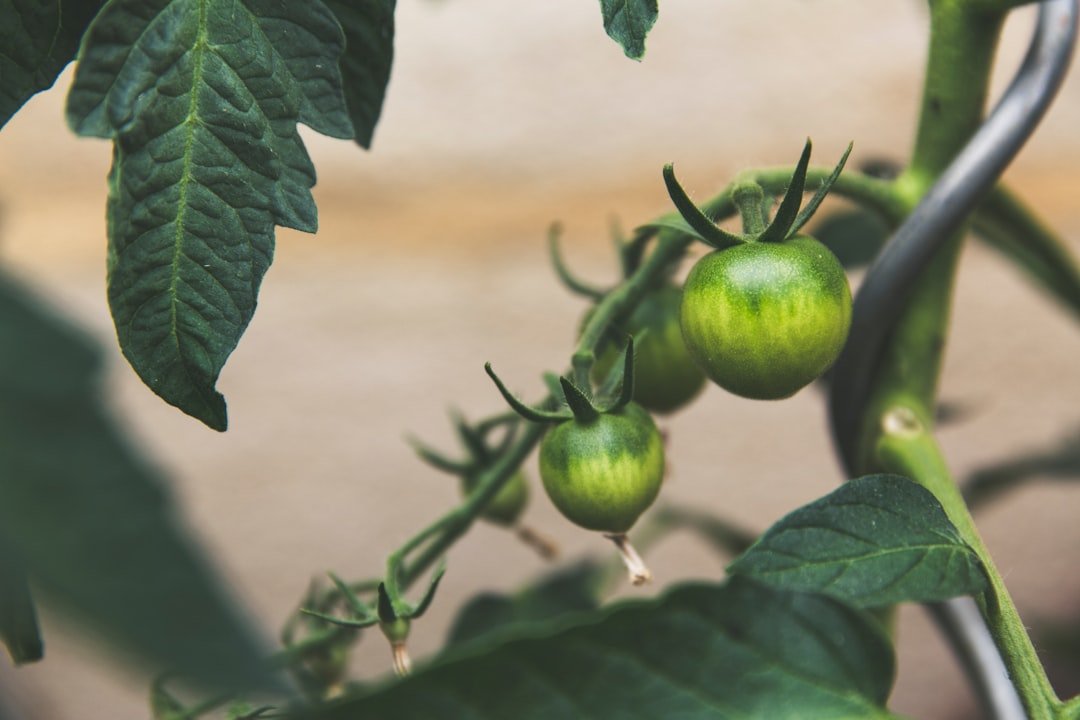 Photo gardening